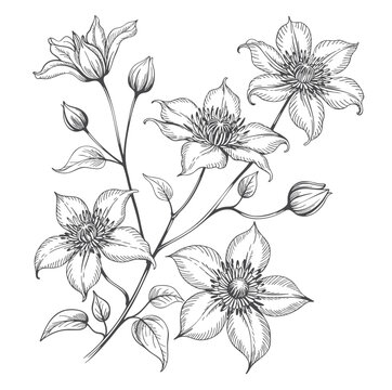 Multiple clematis blooms with buds in refined engraving drawing.