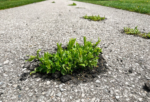 Weed plants emerging through worn and deteriorating asphalt pavement on an urban sidewalk, showing surface damage, weathering, and nature reclaiming city infrastructure.