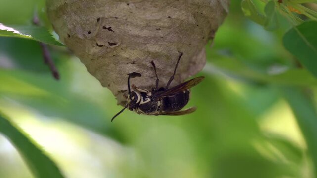 Close-up of a bald-faced hornet (Dolichovespula maculata) building a nest. This large wasps are known for its aggressive nest defense. 