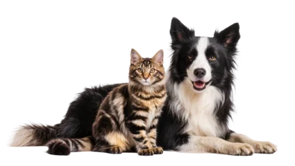 Fotobehang Kat Tabby cat and Border Collie dog resting together, isolated on transparent background  © Sofix