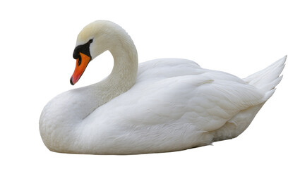 Graceful white swan with orange beak, resting serenely isolated on transparent background © Sofix