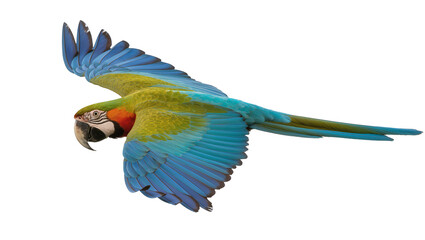 Colorful blue and green macaw parrot in flight, isolated on transparent background © Sofix