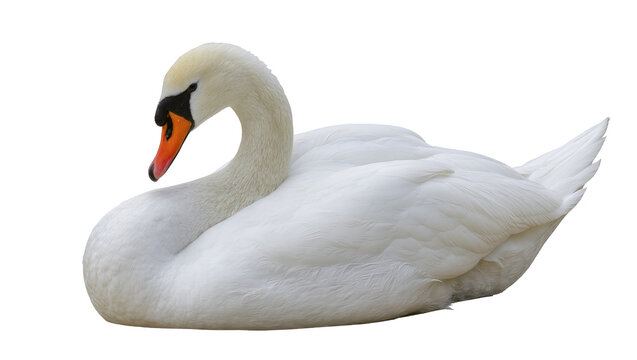 Graceful white swan with orange beak, resting serenely isolated on transparent background