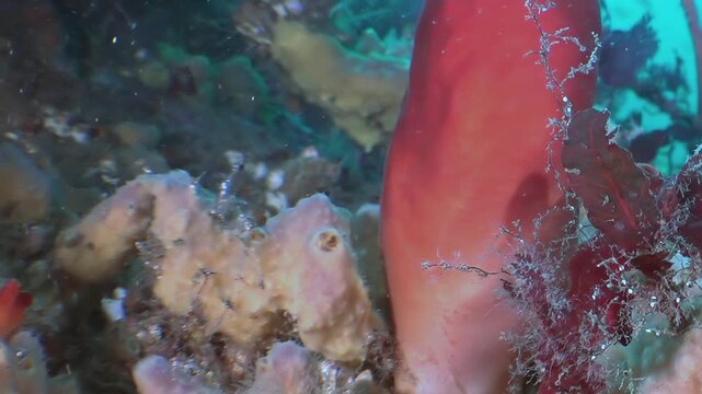Explore the wondrous, vibrant marine realm flourishing in the Sea of Japan. Observe delicate orange sponges and intricate brown hydroids forming a living mosaic in the ocean's serene embrace.
