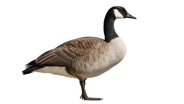 Canada goose with black neck and white cheek patch, isolated on transparent background