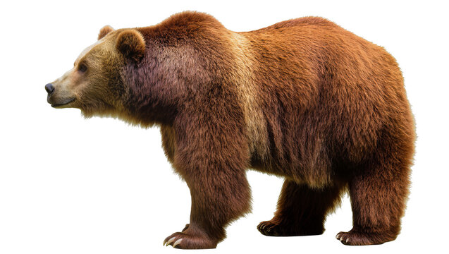 Brown grizzly bear standing profile view, isolated on transparent background