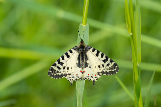 Papilionidae / Orman Fistosu / Eastern Festoon / Zerynthia cerisyi