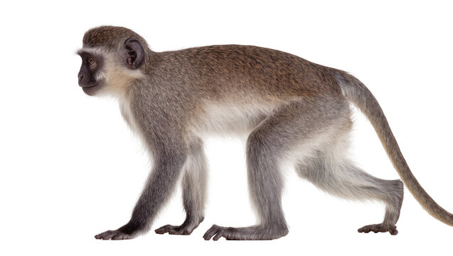 Vervet monkey walking, isolated on transparent background