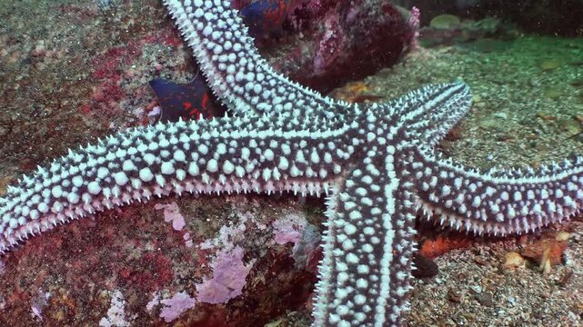 A magnificent sea star adorned with intricate patterns gently rests among the colorful rocks and sandy patches of the Sea of Japan.