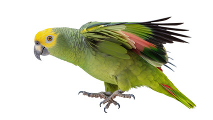 Green parrot with yellow head and pink wing feathers, isolated on transparent background © Sofix