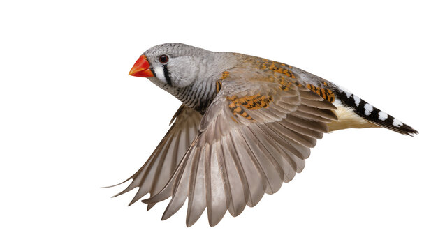 Zebra finch bird in flight detailed feathers, isolated on transparent background
