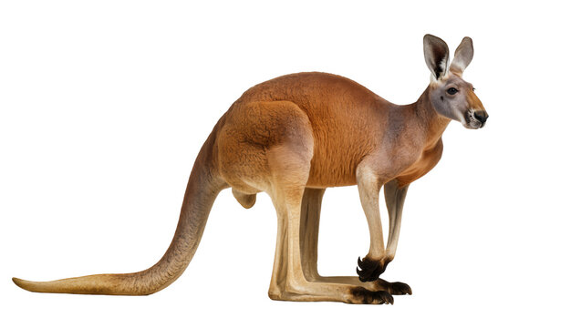 Red kangaroo standing alert, isolated on transparent background