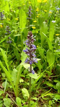 Ajuga genevensis is a perennial herbaceous plant. It is a species of the genus Zhivucha, which belongs to the family of Yasnotkovye.