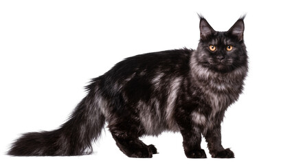 Majestic black Maine Coon cat with smoky grey markings, standing alert isolated on transparent background © Sofix