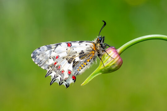 Papilionidae / Orman Fistosu / Eastern Festoon / Zerynthia cerisyi