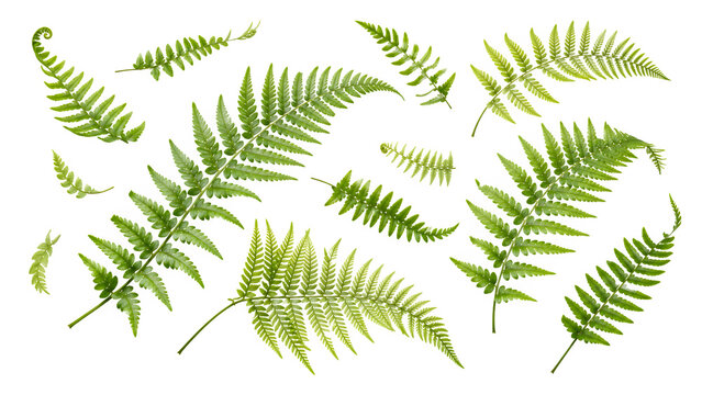 Green fern leaves collection on white background, organic botanical fern fronds set, fresh forest greenery elements for nature design