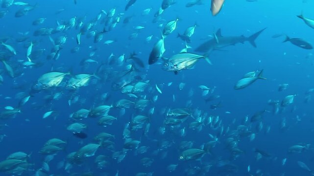 Mesmerizing tuna school forms a living current underwater at Cocos Kelling Islands. Majestic sharks gracefully navigate the swirling masses, a vibrant spectacle of marine life's raw beauty.