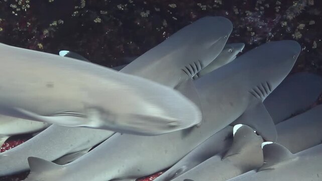 Witness a mesmerizing congregation of whitetip reef sharks peacefully resting on the vibrant seafloor. This underwater sanctuary in the Cocos Kelling Islands reveals their quiet huddle during the day.