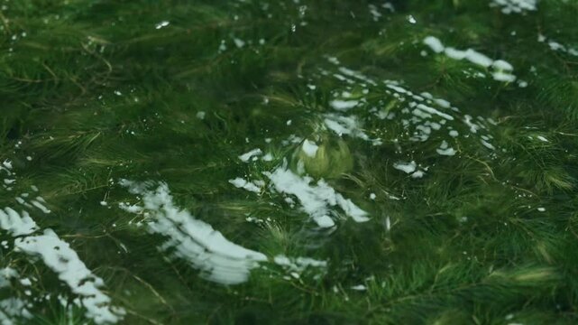 Clear underwater view of green aquatic plants swaying with ripples and waves