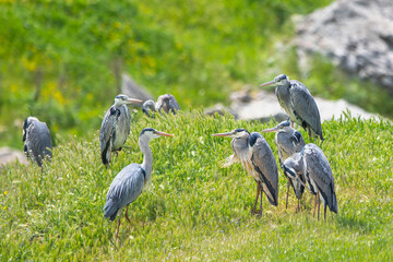 Fototapeta premium Gri balıkçıl » Grey Heron » Ardea cinerea