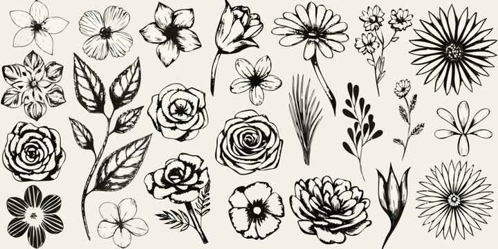 Floral illustration collection black and white botanical sketch