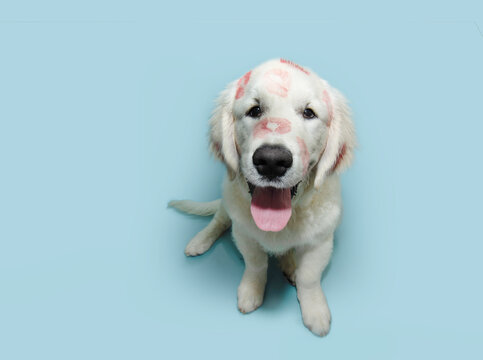 Puppy golden retriever in red lipstick from kisses sits on blue pastel backgroundd. Valentine's day or summer season