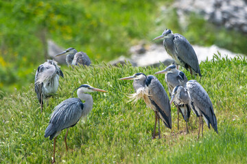 Fototapeta premium Gri balıkçıl » Grey Heron » Ardea cinerea