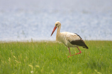 Fototapeta premium Leylek » White Stork » Ciconia ciconia
