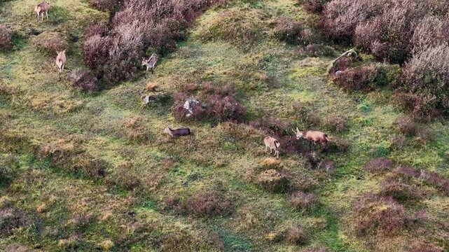 Group of red deer feeding during the rut in County Donegal, Ireland