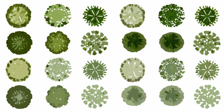 watercolor tree top view collection lush green foliage