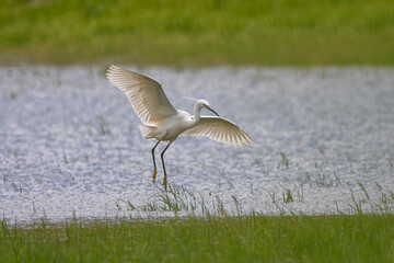 Fototapeta premium Küçük ak balıkçıl » Little Egret » Egretta garzetta