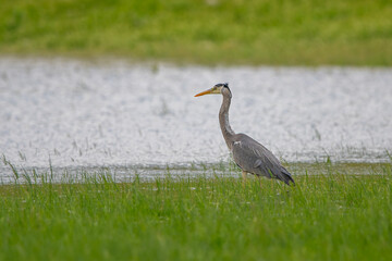 Fototapeta premium Gri balıkçıl » Grey Heron » Ardea cinerea