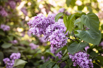 Fototapeta premium beautiful lilac branch on a summer day against a background of greenery