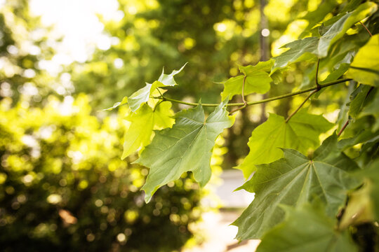 Sunlit green foliage with dappled light, outdoor setting