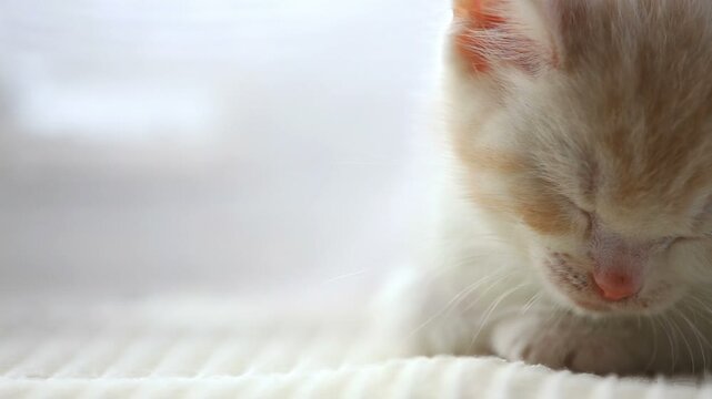 眠る猫