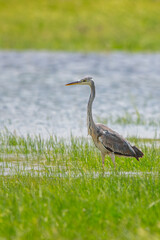 Fototapeta premium Gri balıkçıl » Grey Heron » Ardea cinerea