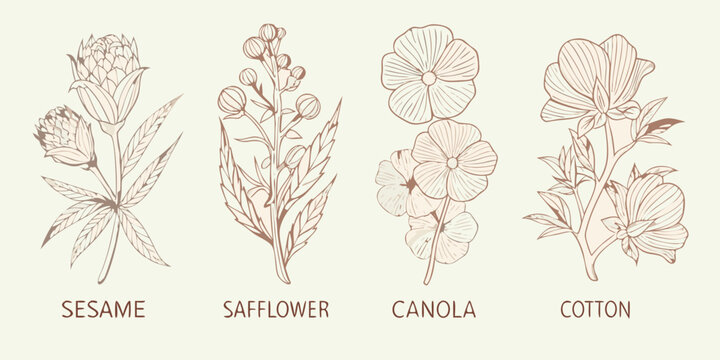 Botanical sketch of canola sesame safflower and cotton plants