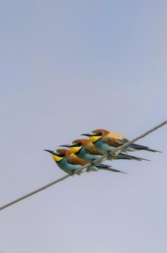 Arıkuşu &raquo; European Bee-eater &raquo; Merops apiaster