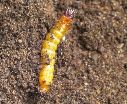 Macro Photo of Yellow Elateridae Click Beetle Larva Wireworm on Dark Soil &mdash; Subterranean Agricultural Garden Pest Insect