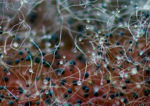 Microbiology Macro Photograph of Black Bread Mold Sporangia &mdash; Rhizopus Stolorifer Fungus Spores, Microscopic Filamentous Hyphae Growth