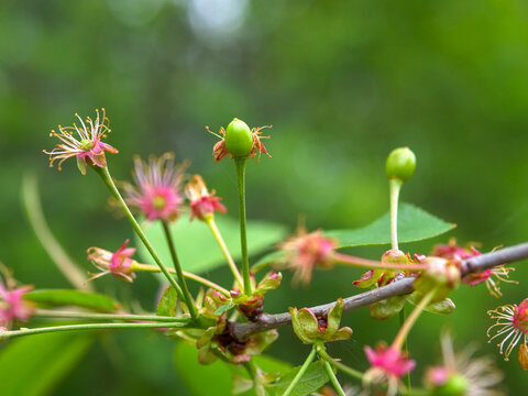 Macro Photograph of Developing Cherry Fruitlets on Branch &mdash; Springtime Orchard Cluster Ovary Stage, Organic Fruit Farming Agriculture Botanical Texture Stills