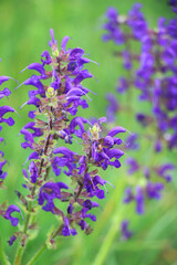 Obraz premium Among the wild herbs, blooms meadow sage (Salvia pratensis)