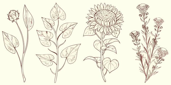 vintage botanical sketches of wildflowers and sunflowers