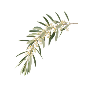 Gracefully curved olive branch with silvery-green lanceolate leaves and delicate creamy-white star-shaped flower clusters against a sterile white background botanical study