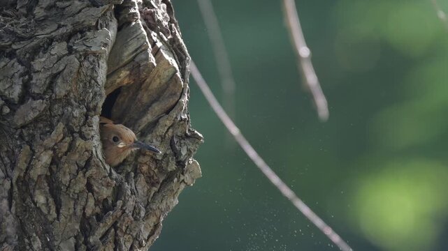 Eurasian hoopoe chick peeking from tree hollow nest