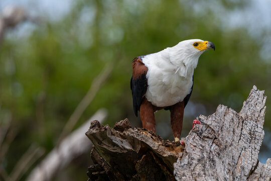 African fish eagle feeding on a tigerfish perched on a stump
