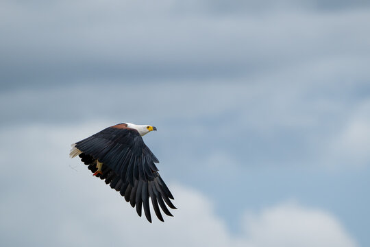 African fish eagle with a freshly caught tigerfish in its talons