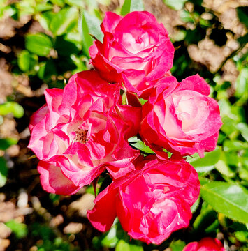 Kristin miniature rose 