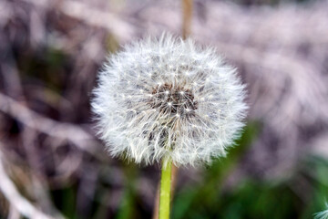 Dandelion, or the fluffy ball of fruit of the dandelion plant © GKor