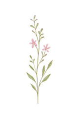 Fototapeta premium Watercolor wild forest flowers PNG clipart isolated on transparent background